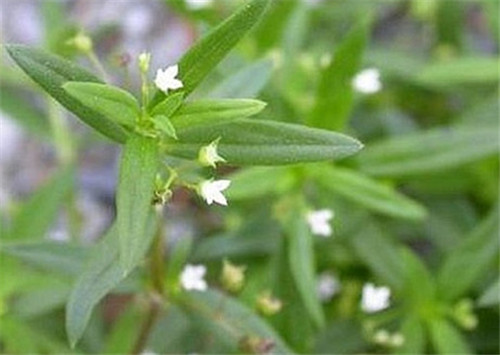 白花蛇舌草价格贵不贵 白花蛇舌草可以泡水喝吗