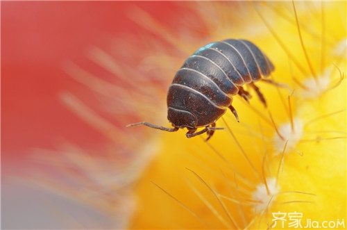 【涨知识】鼠妇的危害  鼠妇怎么消灭