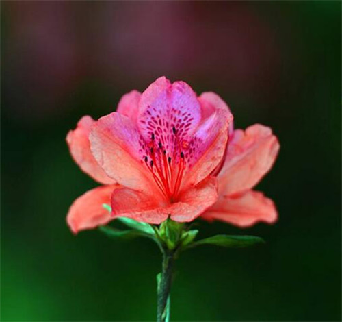 杜鹃花什么时候开 杜鹃花有几次花期