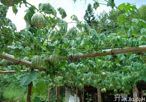 吊瓜种植技术  吊瓜种植技术全解