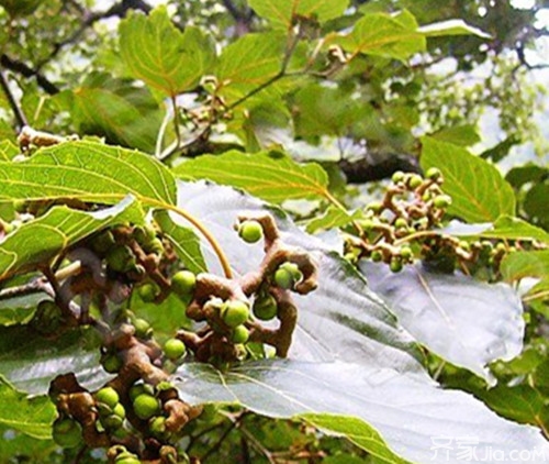 枳椇种植   一起来学习枳椇种植技术吧！