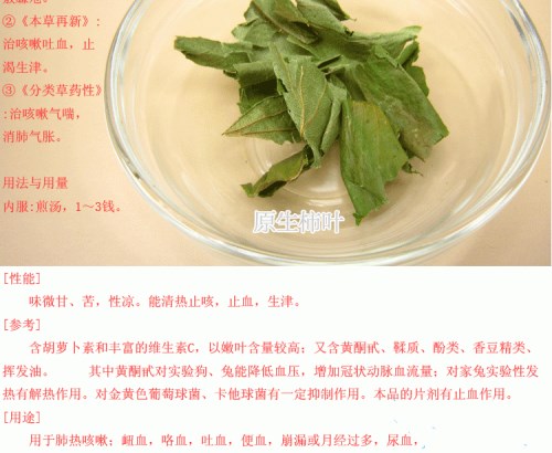 柿子叶的功效与作用 柿子叶泡茶的方法