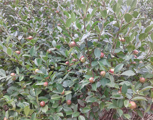 茶油树长什么样 茶油树种植几年能结果