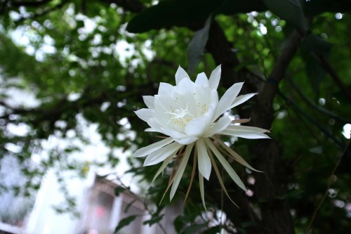 昙花的药用价值有哪些 美丽昙花也是有妙用的