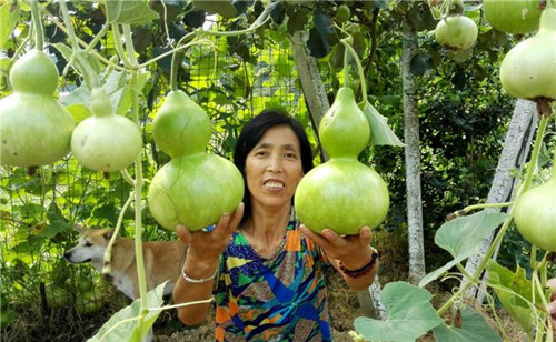 葫芦瓜怎么做好吃  葫芦瓜的功效与作用