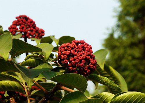 吴茱萸的功效介绍  吴茱萸怎样做更好吃