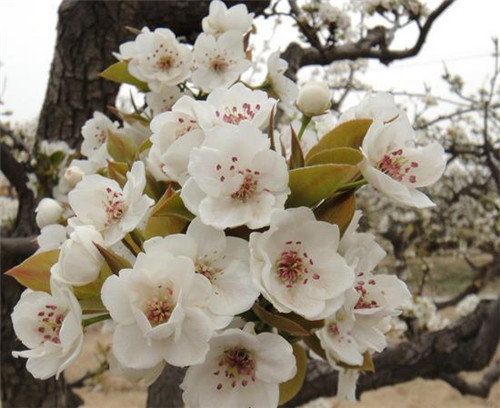 4月开什么花 4月的花海哪里更美