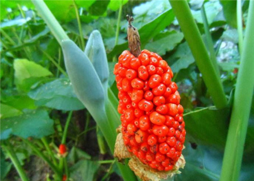 滴水观音开花好不好  滴水观音怎么养才会开花