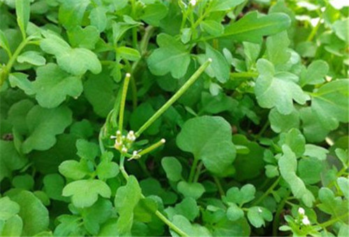 豆瓣菜是什么菜 豆瓣菜多少钱一斤