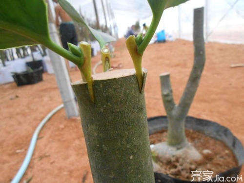 提高茶花存活率小技巧 茶花怎样嫁接