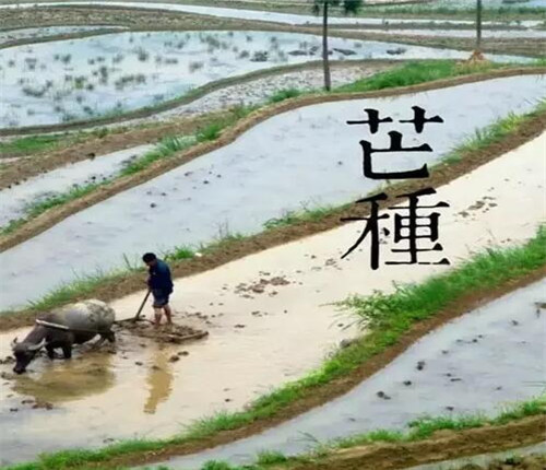 你知道芒种是什么意思吗 芒种养生你需要知道这些