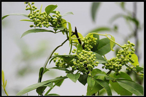 野花椒根泡酒可以喝吗 花椒树根的药用价值