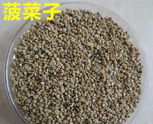 菠菜子有哪些功效与作用 哪些人不适合食用菠菜子