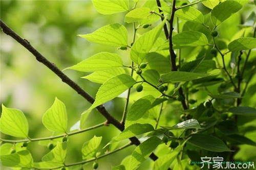 【朴树】朴树植物知识介绍  朴树植物价格