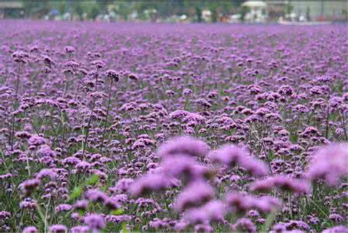 成都薰衣草基地有哪些 三家薰衣草基地都美翻了