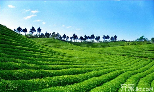 漳平水仙茶功效 水仙茶的历史发展