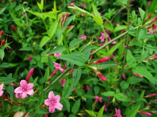 迎春花几月开 迎春花的品种有哪些