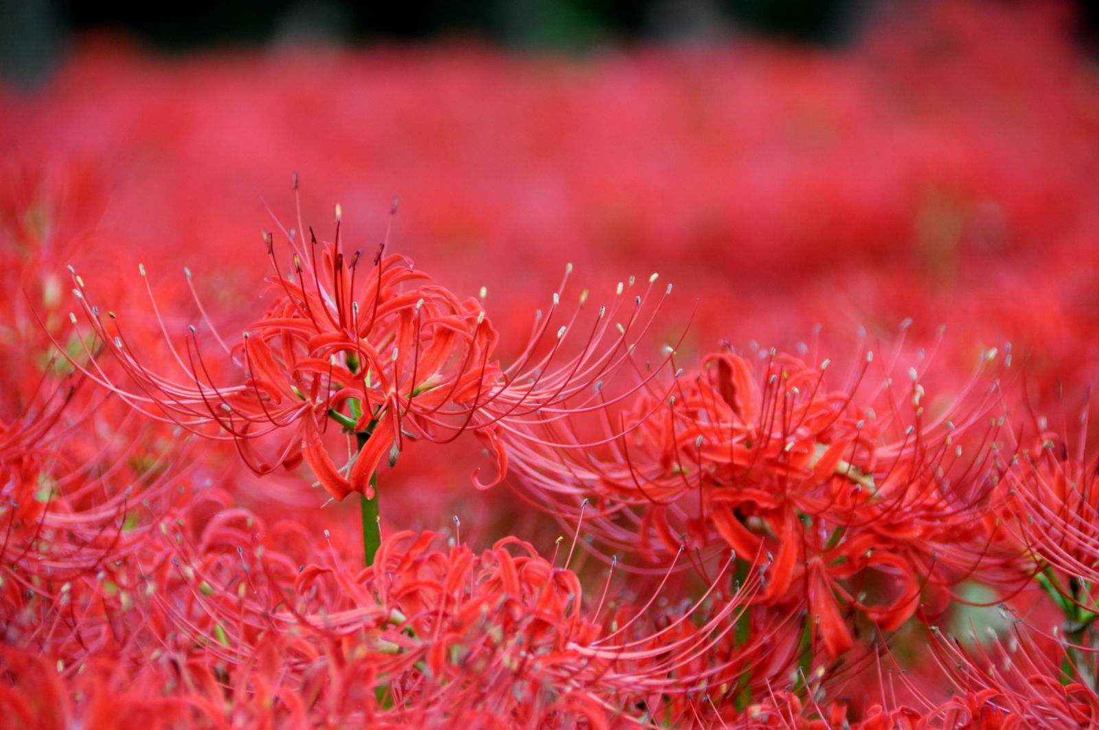 彼岸花传说的由来 彼岸花花语是什么