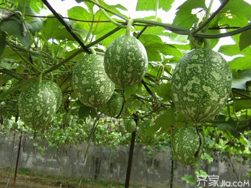 吊瓜种植技术  吊瓜种植技术全解