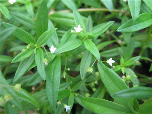 白花蛇舌草价格贵不贵 白花蛇舌草可以泡水喝吗