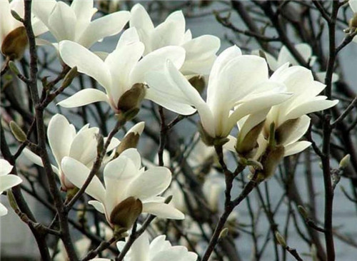 玉兰花是什么颜色的啊 什么颜色的玉兰花可以食用