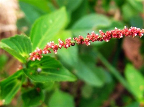 野麻草有什么作用 野麻草可以做菜吃吗