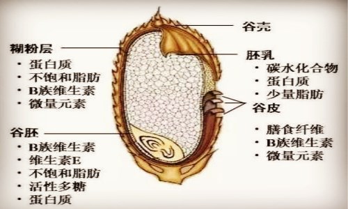 糙米的营养价值有哪些 食用糙米具有什么功效