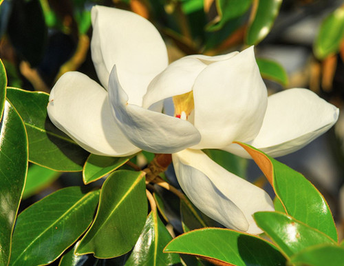 木兰花花语是什么 木兰花和玉兰花的区别