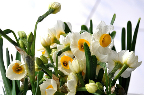 水仙花有毒吗 养殖水仙花有什么禁忌吗