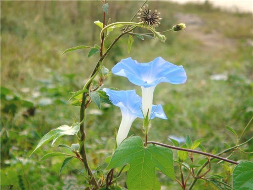 牵牛花的资料详解 牵牛花的养殖方法介绍