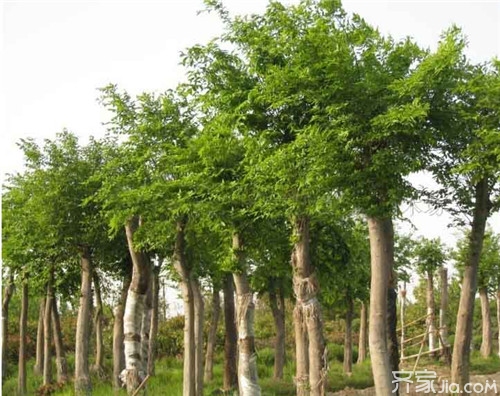 【朴树】朴树植物知识介绍  朴树植物价格