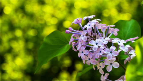 丁香花图片  丁香花价值与养殖特点