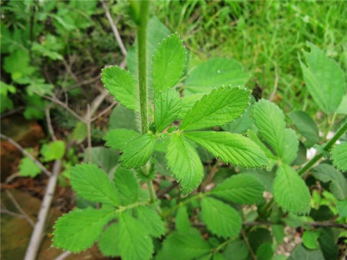 仙鹤草泡水喝的功效 仙鹤草能治疗癌症吗