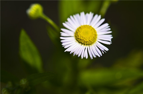 六月花有哪些 六种六月开花的植物介绍