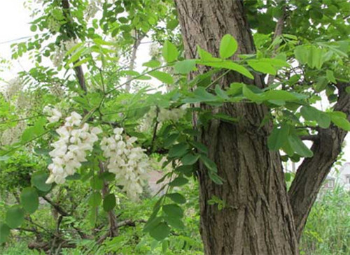 槐花树哪个品种好 槐花树价格怎么样