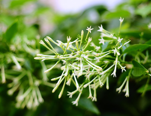 夜来香花图片及功效   夜来香什么时候开花