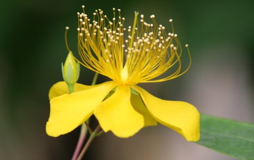 迎春花几月开 迎春花的品种有哪些