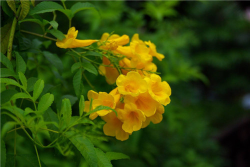 黄莺花种植及病虫害防治方法  黄莺花花语是什么