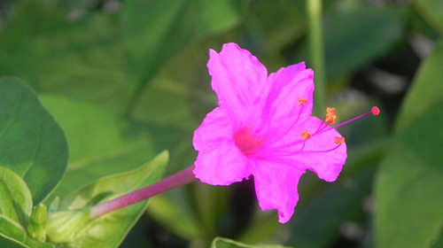 夜来香花怎么养 夜来香花有毒吗