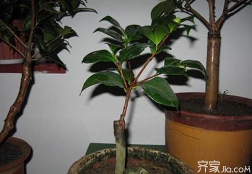 提高茶花存活率小技巧 茶花怎样嫁接