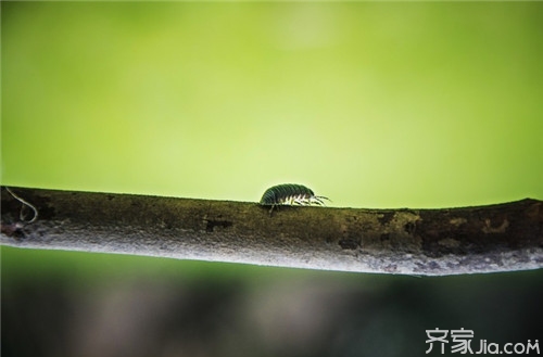 【涨知识】鼠妇的危害  鼠妇怎么消灭