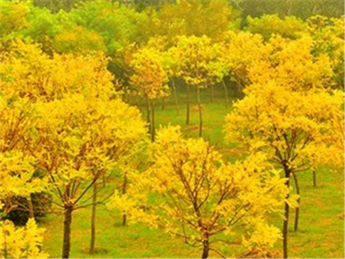 槐花树哪个品种好 槐花树价格怎么样