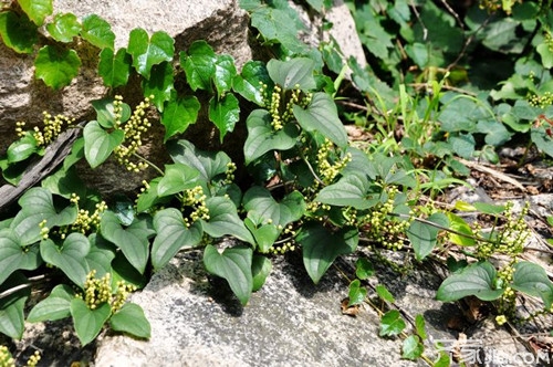 野山药种植技术 野山药生长特性