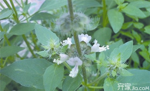 荆芥怎么吃 这样搭配荆芥味道超级赞