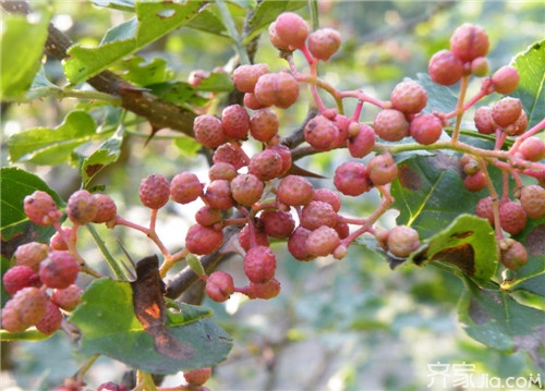 花椒树修剪  花椒树修剪的注意事项