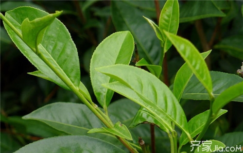 大叶茶价格  大叶茶的功效