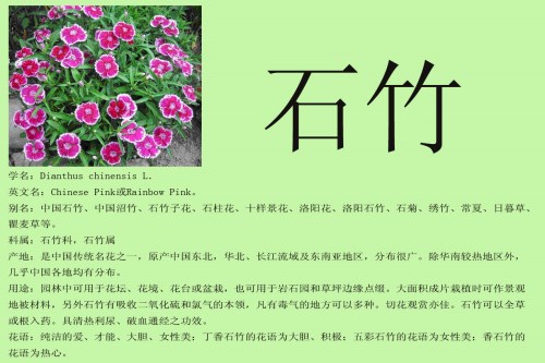 石竹花花语 石竹花怎么养