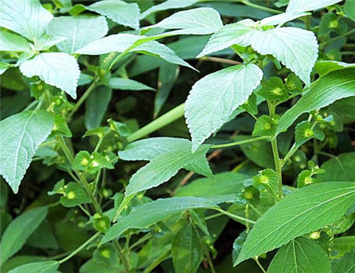 野麻草有什么作用 野麻草可以做菜吃吗