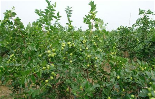 枣树种植时间在什么时候 枣树怎么保花保果