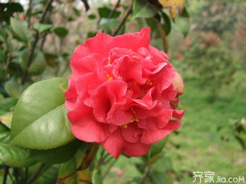 茶花的品种及价格  茶花的品种及价格简介